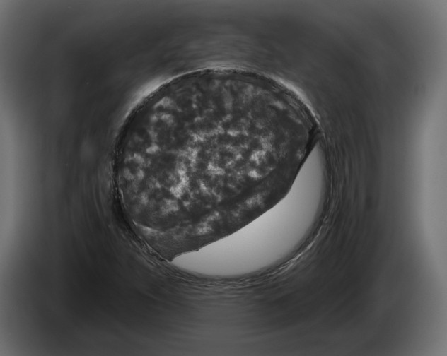 X0000082931263200703020057