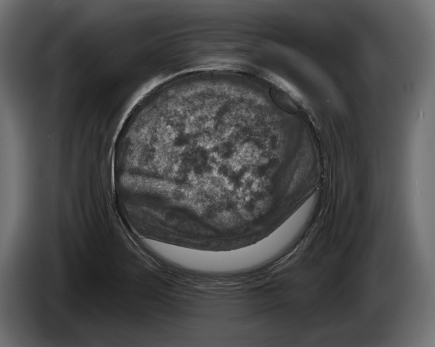 X0000082931275200703020057