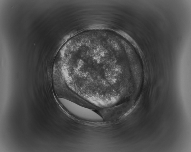 X0000082931337200703020057
