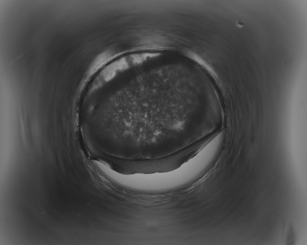 X0000082931459200703020055
