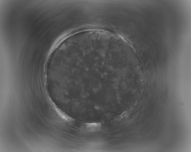 X0000082940053200702011316