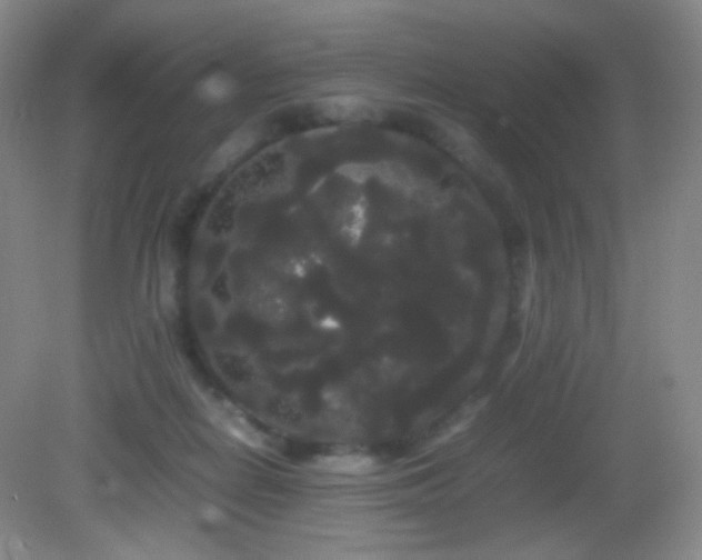 X0000082940266200702011313