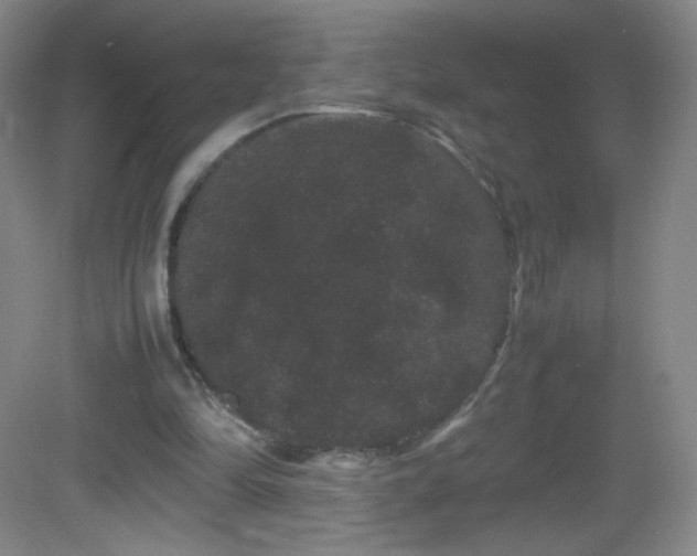 X0000082940294200702011313