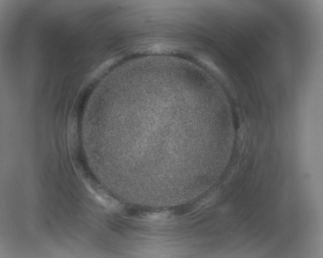 X0000082940306200702011312