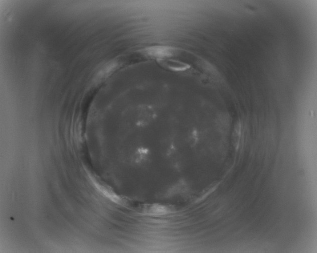 X0000082940330200702011312