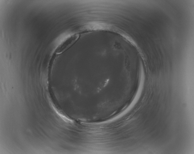 X0000082940438200702011310