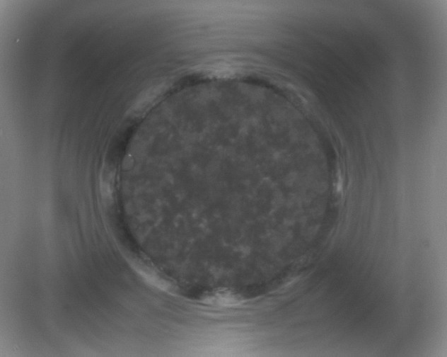 X0000082940503200702011309