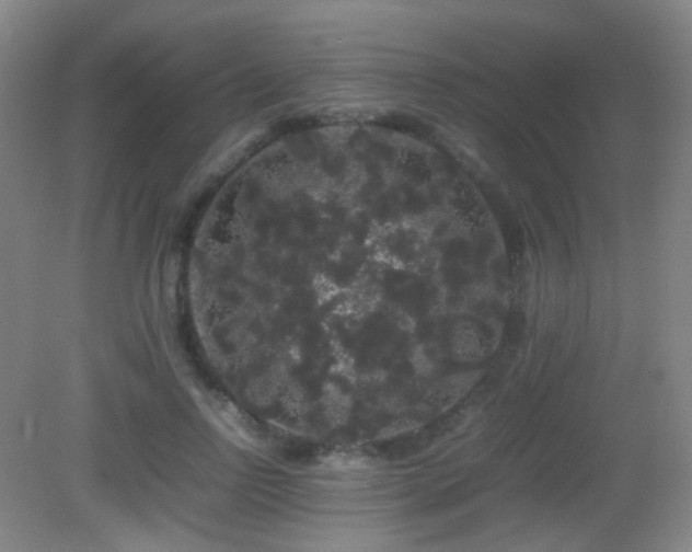 X0000082940742200702011305