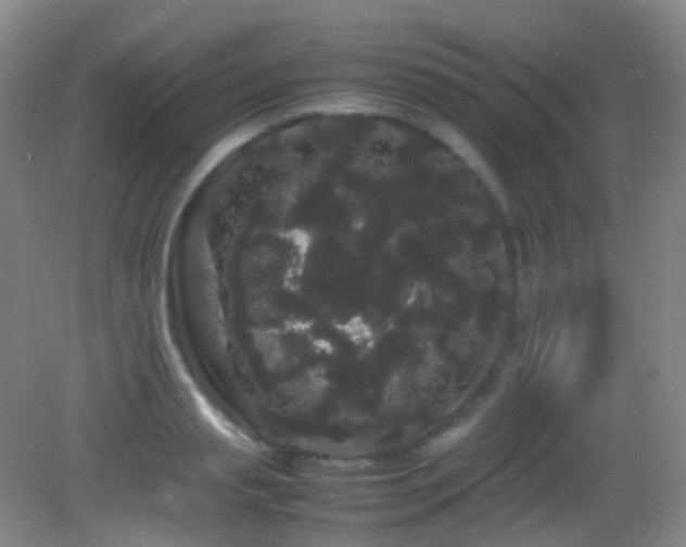 X0000082940845200702011304