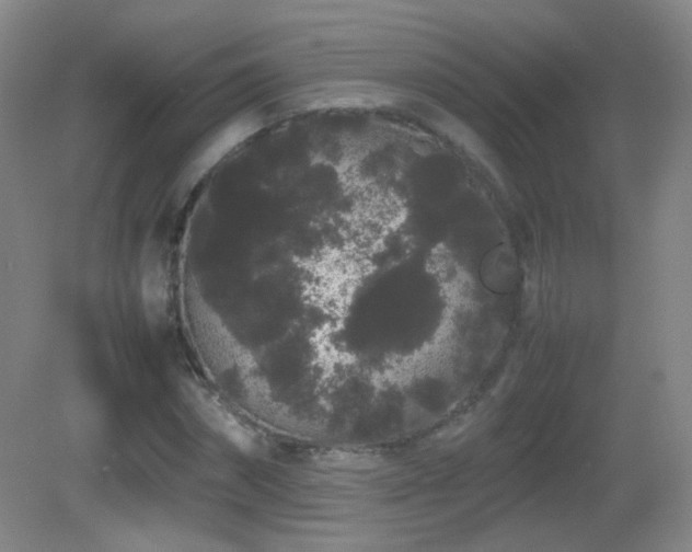 X0000082940874200702011303