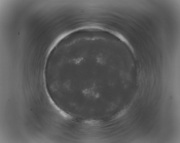 X0000082940943200702011302