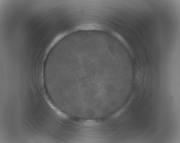 X0000082940986200702011301