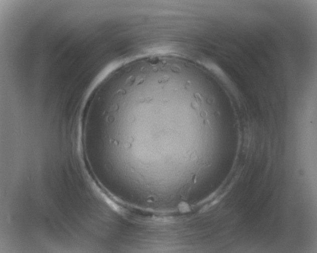 X0000082941286200702011256