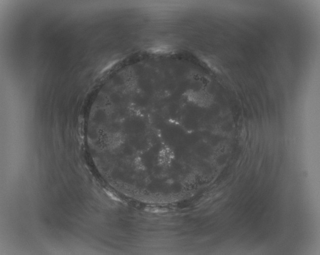 X0000082941301200702011255