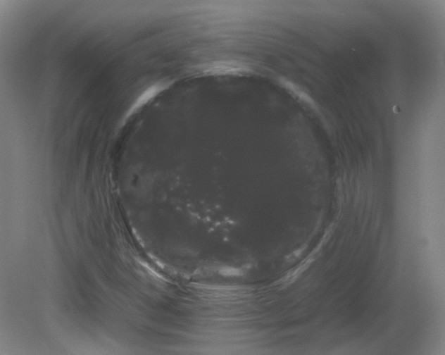X0000082941306200702011255