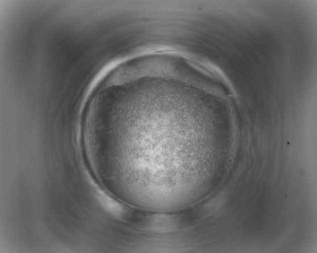 X0000082941424200702011254