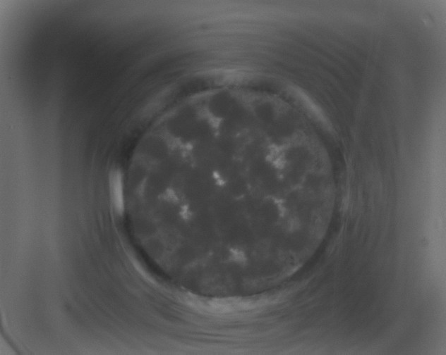 X0000082940022200702081635