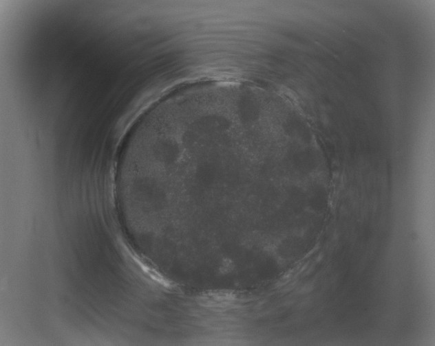 X0000082940194200702081632