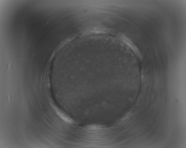 X0000082940250200702081631