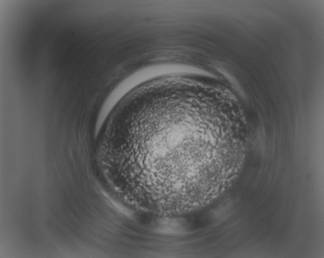 X0000082940261200702081631