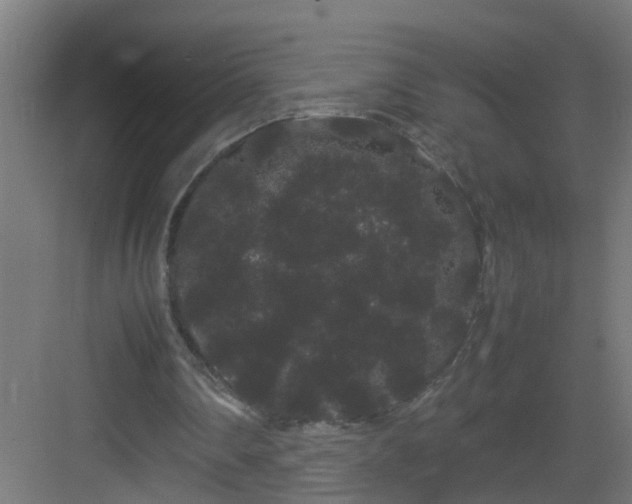 X0000082940290200702081631