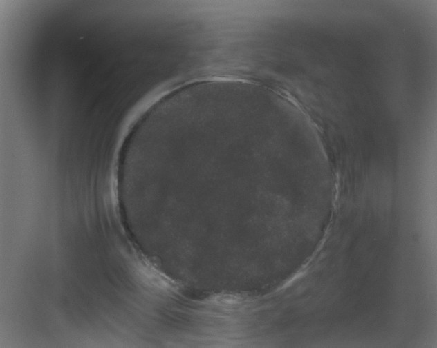 X0000082940294200702081631