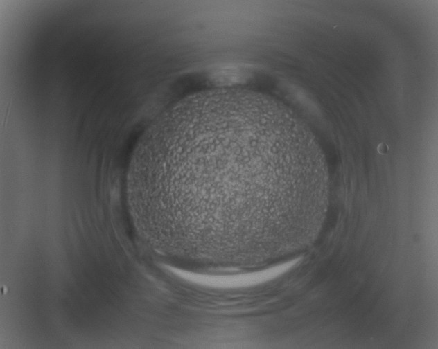 X0000082940315200702081630