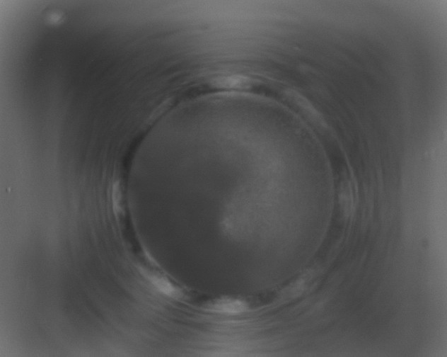 X0000082940322200702081630