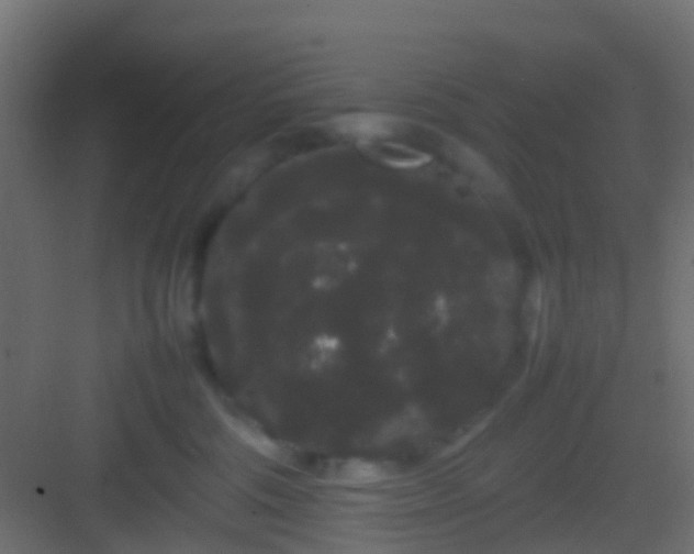 X0000082940330200702081630