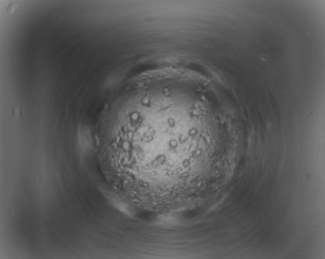 X0000082940335200702081630