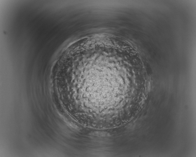 X0000082940339200702081629