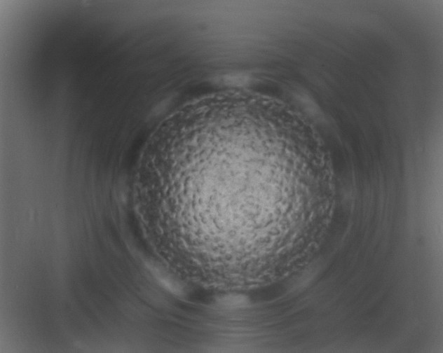 X0000082940374200702081630