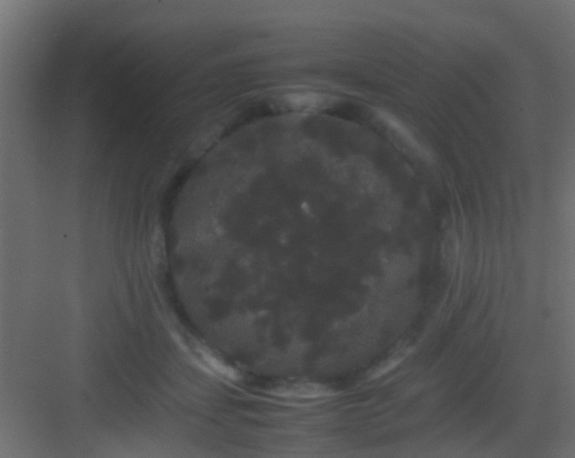 X0000082940459200702081628