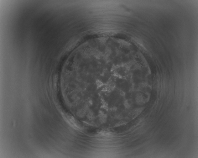 X0000082940742200702081623