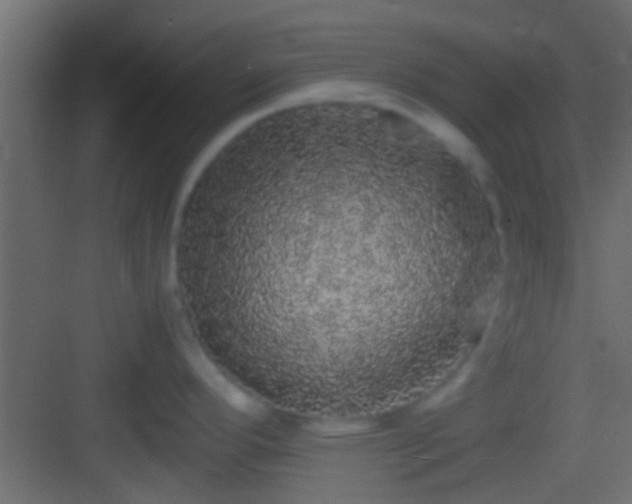 X0000082941296200702081613