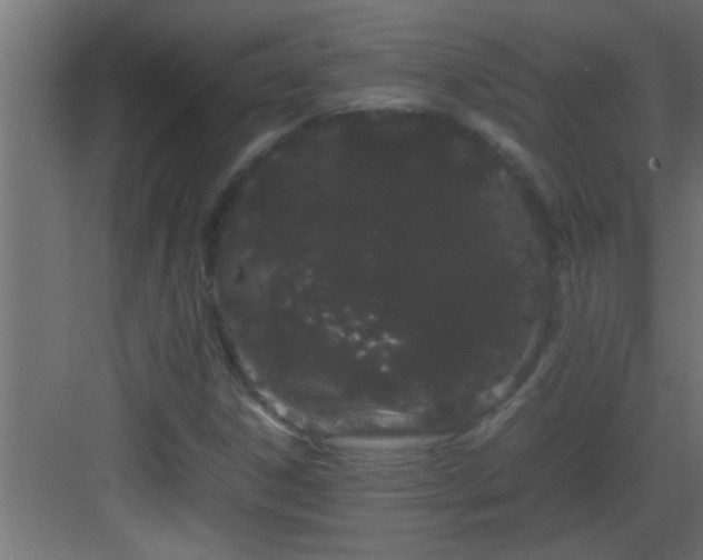 X0000082941306200702081613