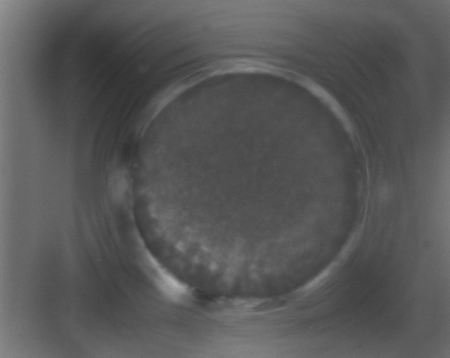 X0000082941385200702081612