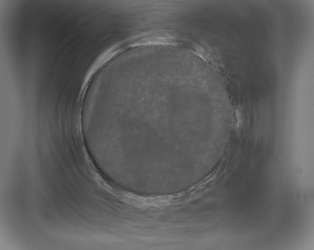 X0000082940004200702152226