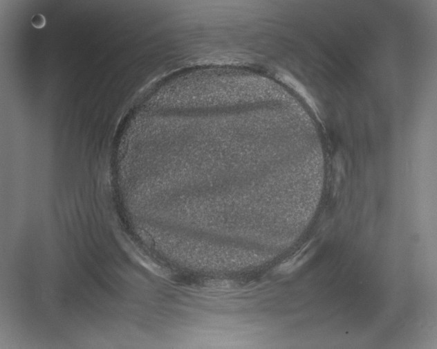 X0000082940203200702152223