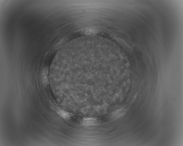 X0000082940240200702152222