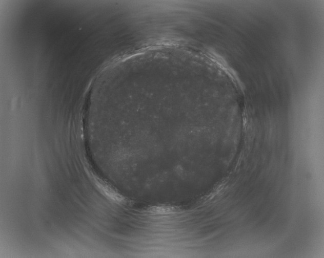 X0000082940250200702152221