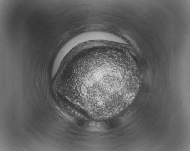 X0000082940261200702152221