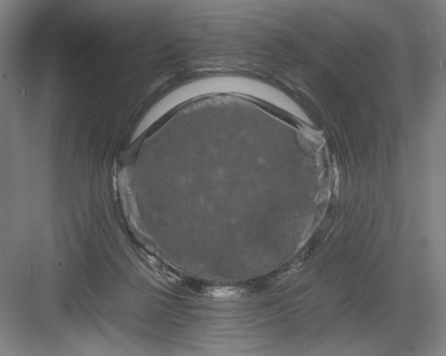 X0000082940264200702152222