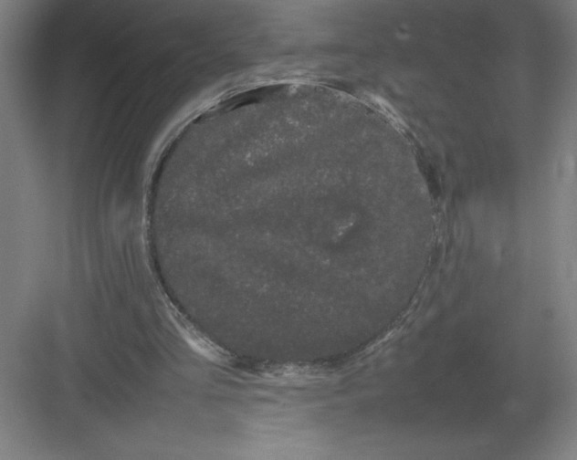 X0000082940293200702152221