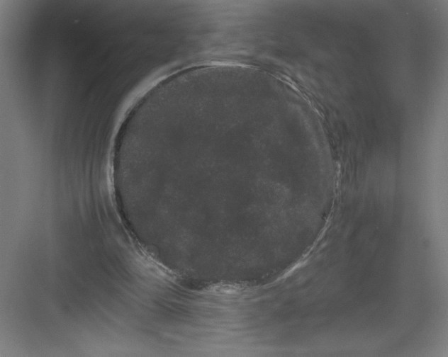 X0000082940294200702152221