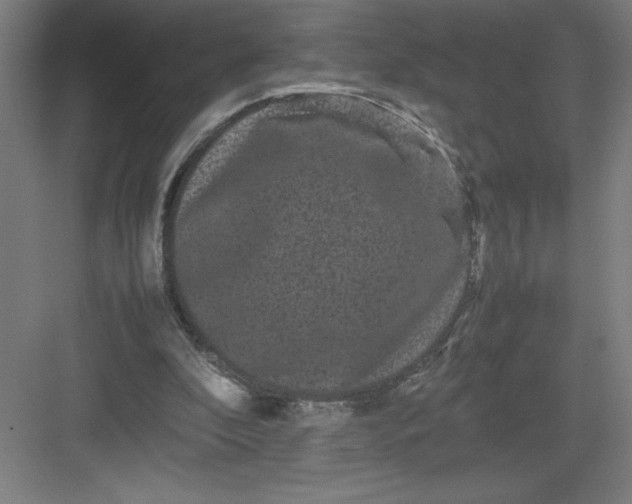 X0000082940296200702152221