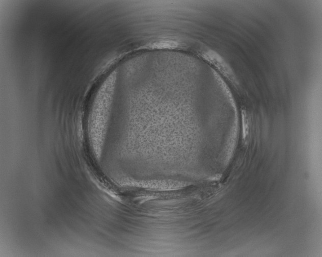 X0000082940300200702152221