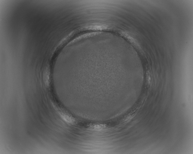 X0000082940304200702152221