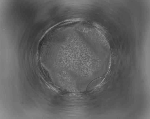 X0000082940338200702152220