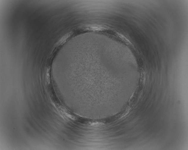 X0000082940360200702152220